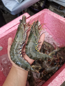 Tiger Prawns (Pre-Order)