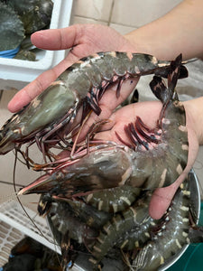 Tiger Prawns (Pre-Order)